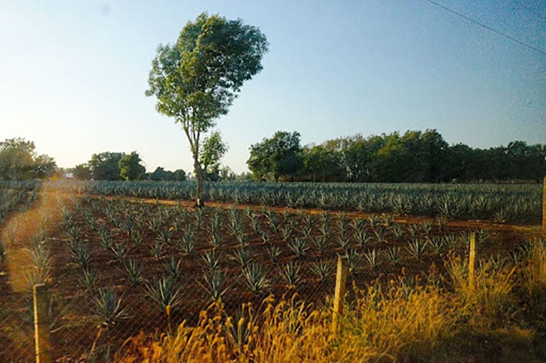 Agave fields in Mexico. Photo by Emily Philbrook