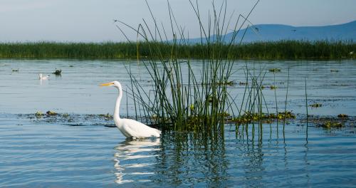 Bird standing in Lake Chapala